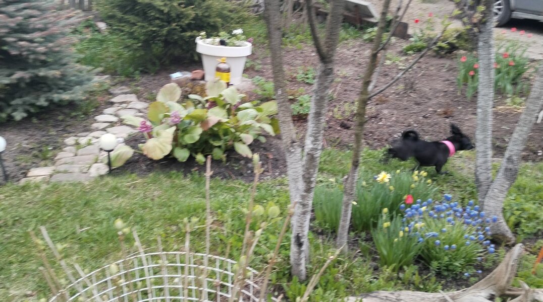 Пермячка продавала через интернет нелегальные сорта вишни и жимолости