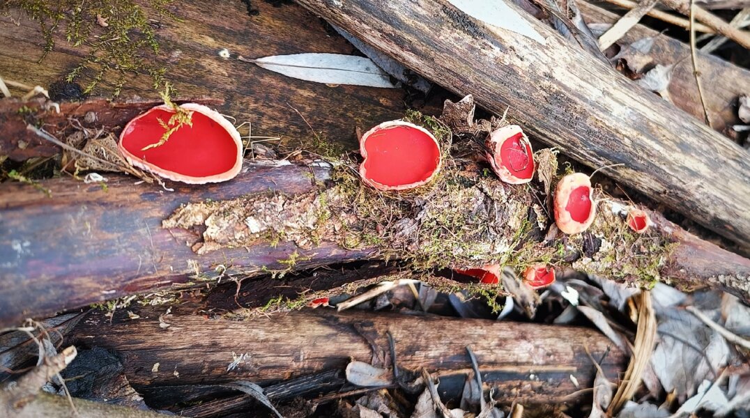 Пермяки заметили в долинах малых рек необычные красные грибы