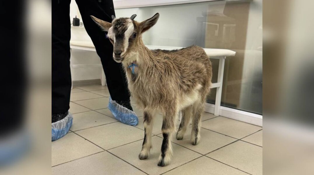 Пермские ветеринары спасли жизнь необычному жителю мегаполиса