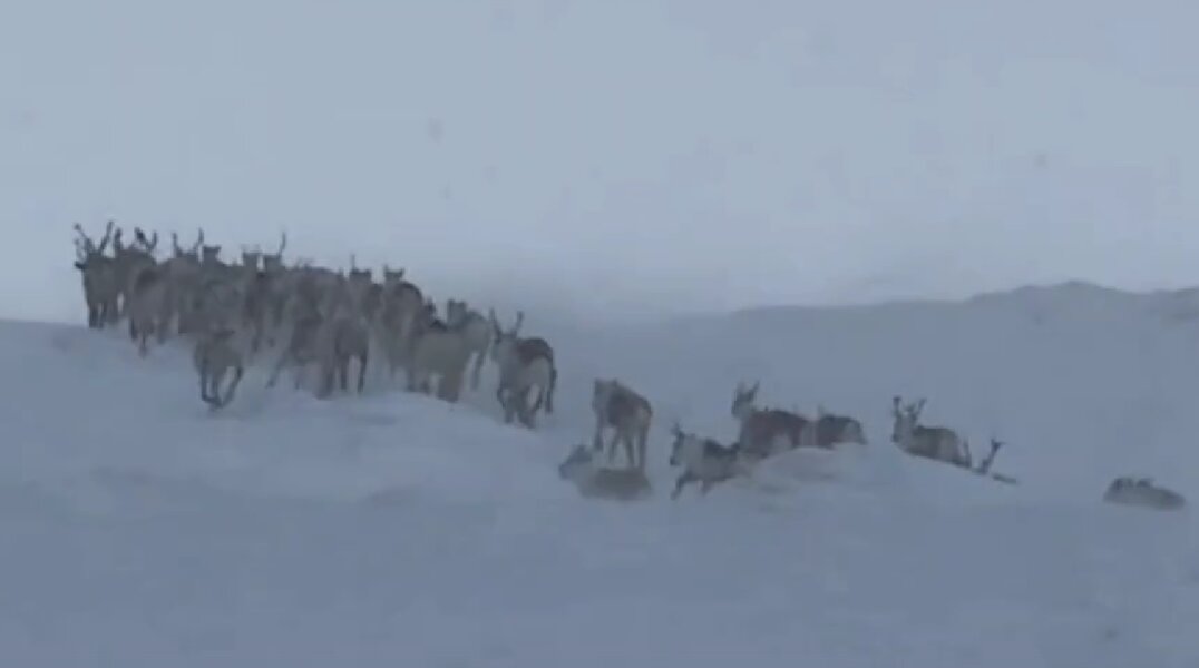 В Пермском крае на камеру запечатлели массово бегущих северных оленей. Видео