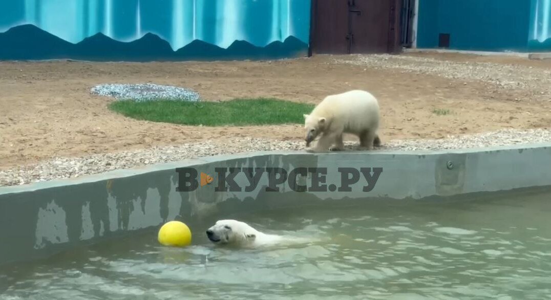 Скидка в 50 процентов будет действовать в новом Пермском зоопарке до конца сентября