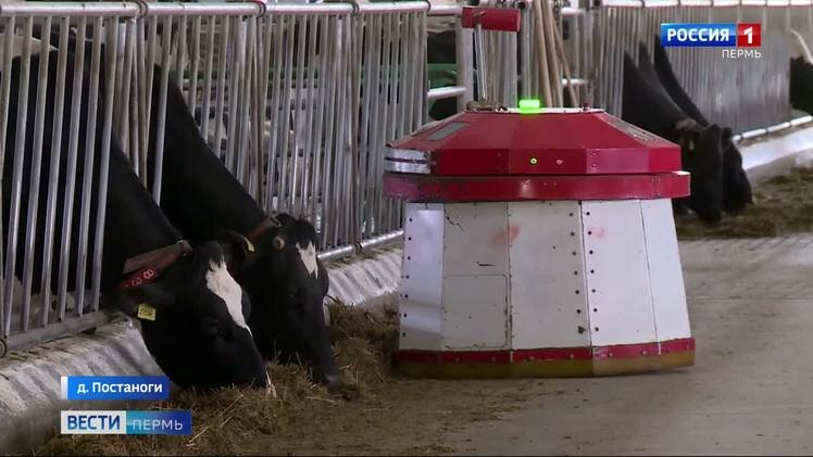 На ферме в Нытвенском округе коров начал кормить пермский робот Юлька