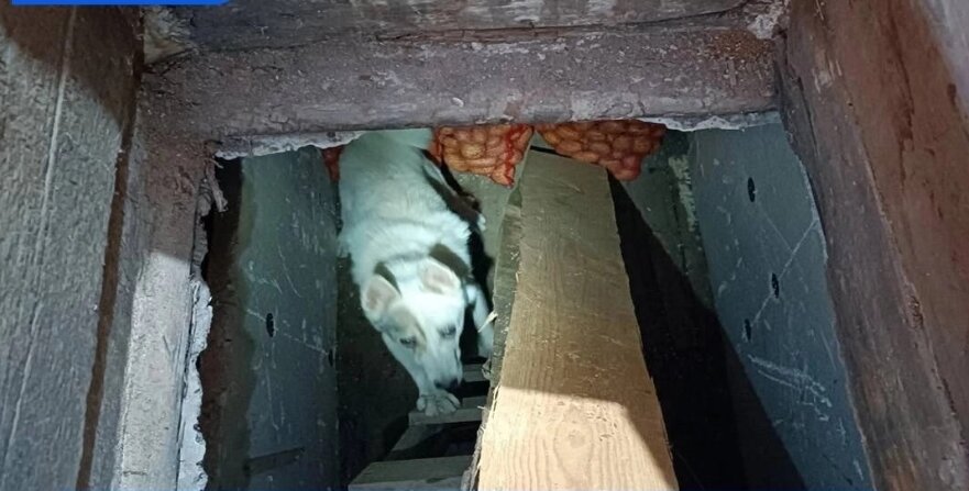 В Прикамье спасатели достали из погреба собаку