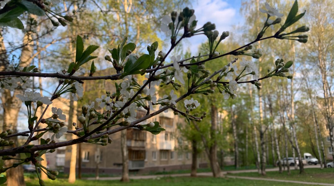 В первой декаде июня в Перми ожидается аномальное тепло