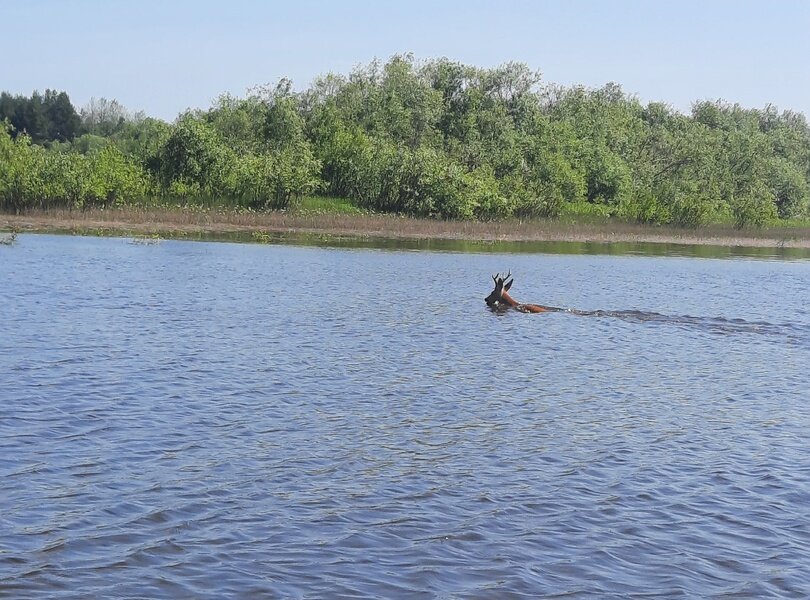 Житель Соликамска снял на видео косулю, переплывающую Каму