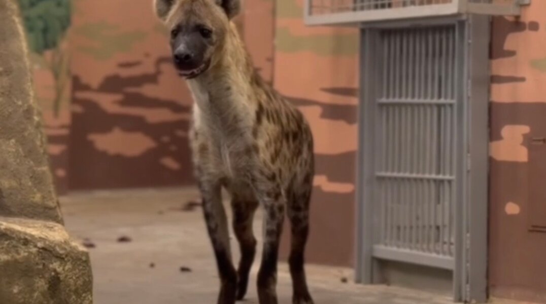 В Пермский зоопарк переехали новые животные