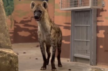 В Пермский зоопарк переехали новые животные