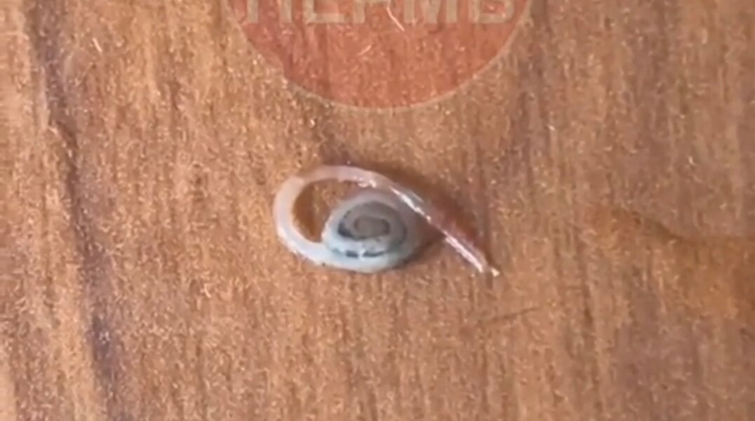 Пермячка нашла червяка в рыбе