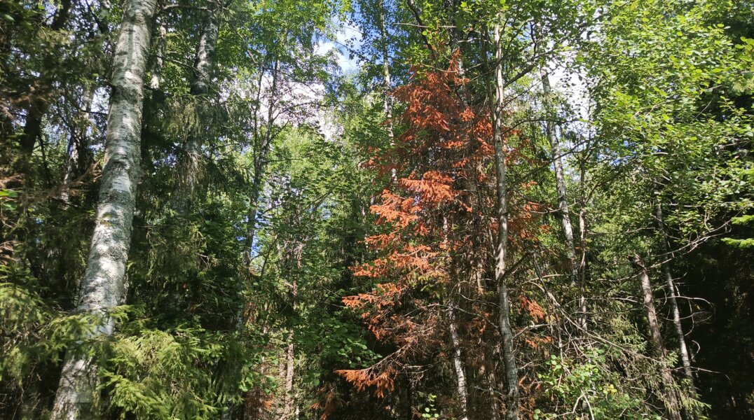 Пермский ученый оценил риски для лесов Прикамья от уссурийского полиграфа