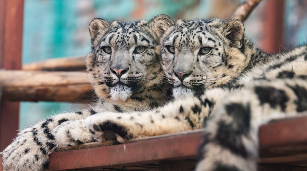 Снежные барсы в Пермском зоопарке отметили первый день рождения