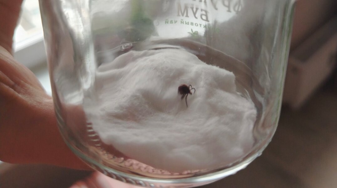 В Пермском крае зафиксировано более 25 тысяч укусов клещей