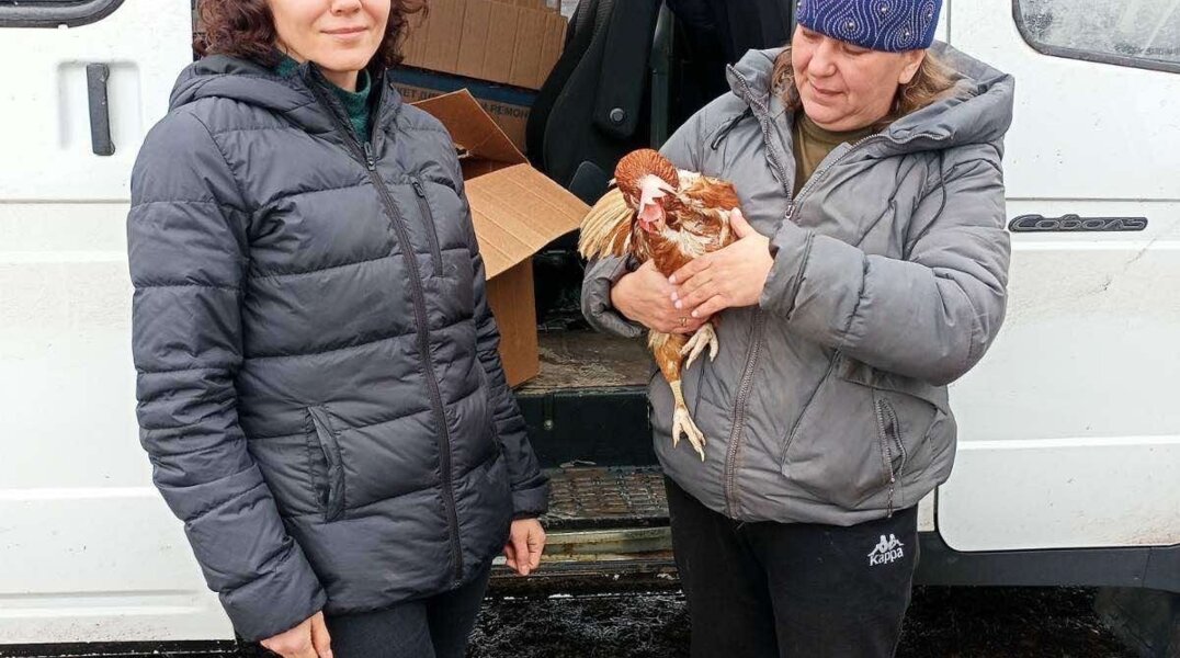 В Прикамье женщине подарили куриц, взамен убитых собакой хаски