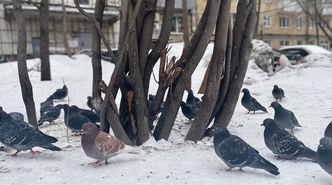 Пермские власти начали устанавливать на зданиях звуковые отпугиватели от голубей