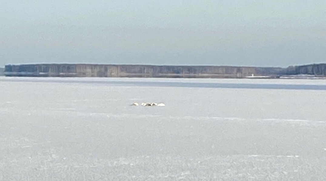 Эксперты объяснили причины нахождения лебедей на замерзших водоемах Прикамья