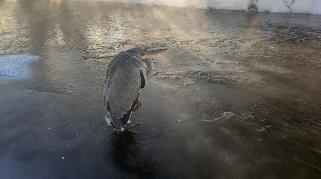 Жительница Прикамья спасла вмерзшую в лед цаплю