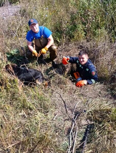 В Перми спасатели подняли упавшую в коллектор, напуганную собаку