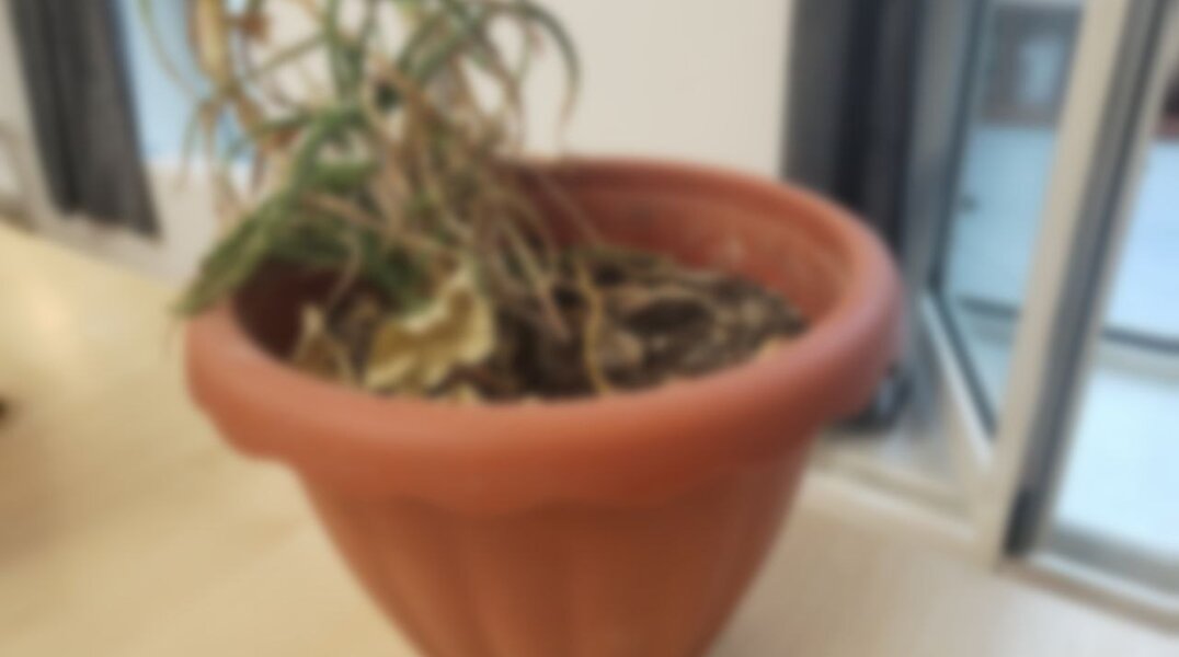 В Пермский край ввезли опасных западных насекомых