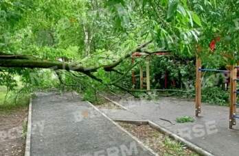 дерево упало на площадку