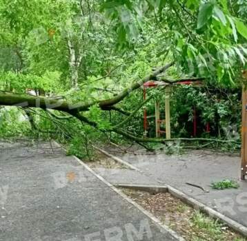дерево упало на площадку