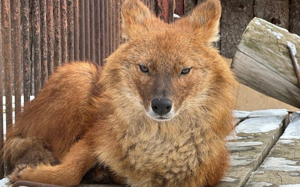 Пермский зоопарк с 1 апреля перейдет на летний режим работы