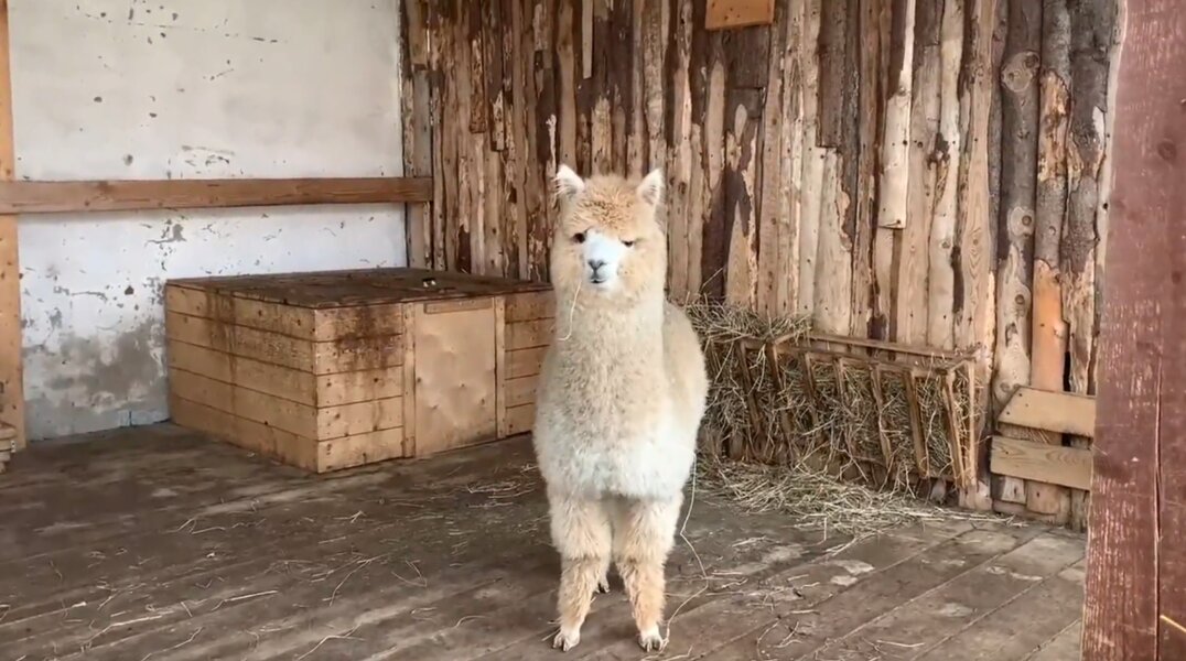 В Пермском зоопарке появился второй самец альпака
