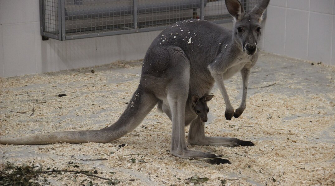 С первого декабря изменится режим работы Пермского зоопарка