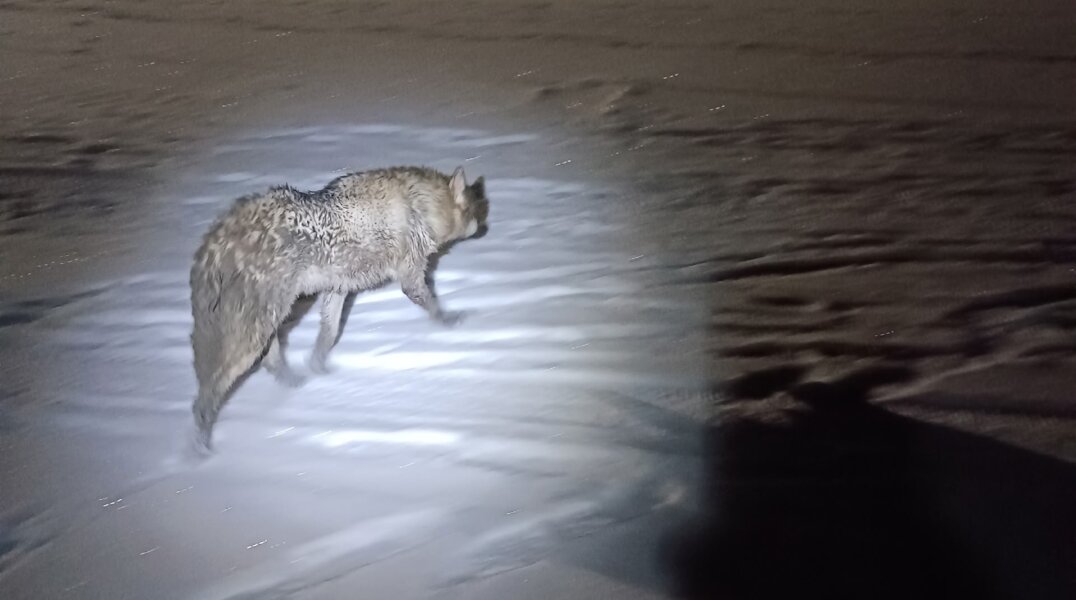 В Кунгуре спасатели вызволили упавшую в колодец собаку