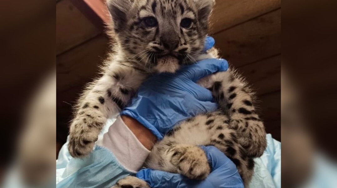 В Пермском зоопарке у снежных барсов родились первенцы