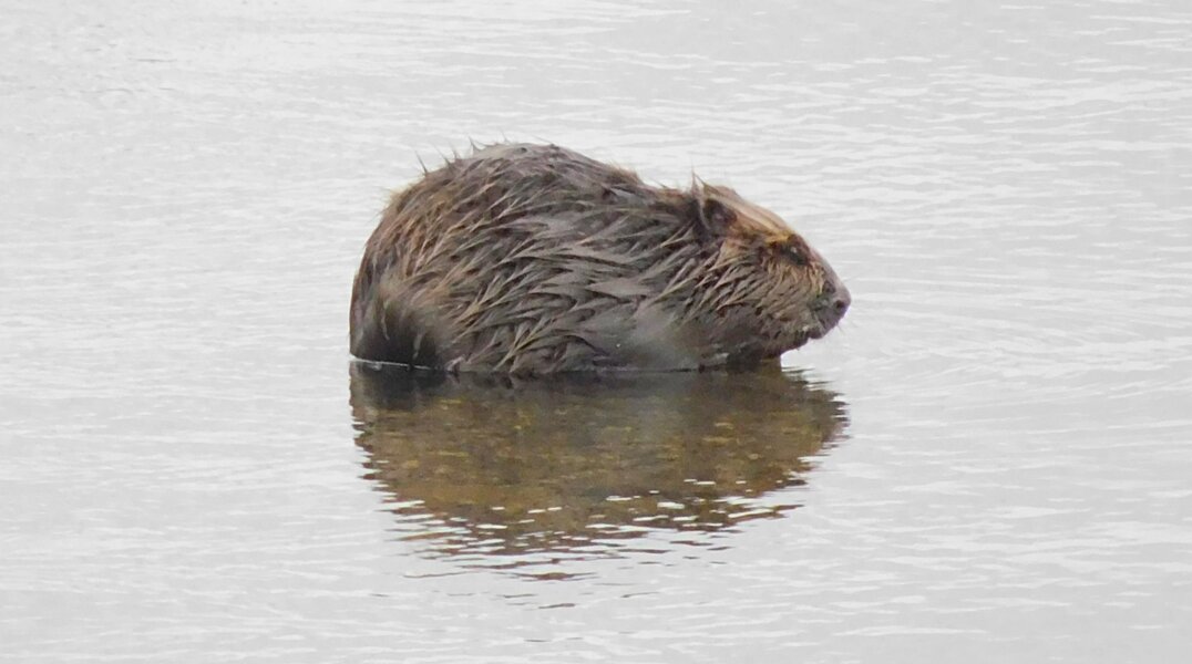 Жительница Прикамья сняла на видео бобра, чешущего себе пузико