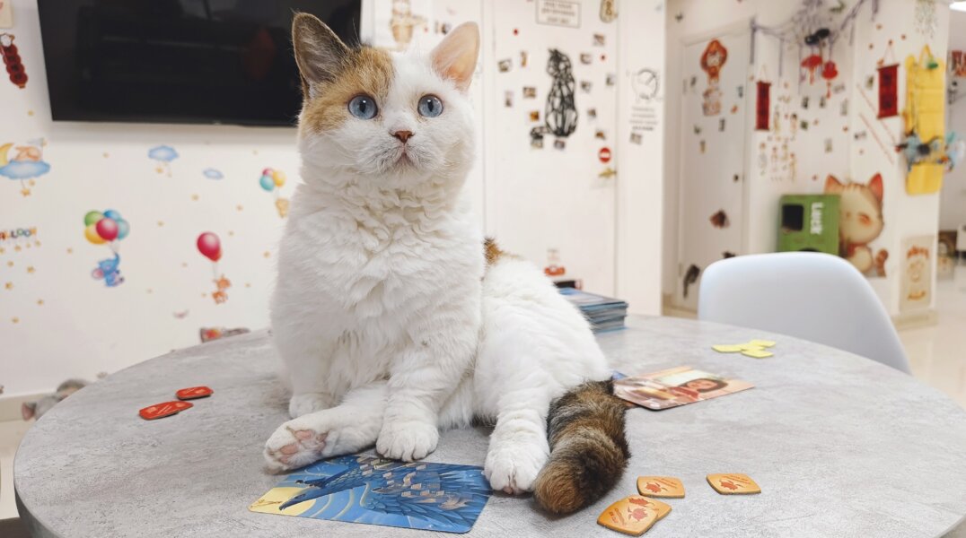 В Перми прекратит работу котокафе, открытое студентом из Китая