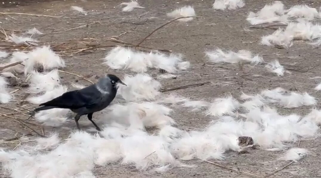 Птицы уносят из зоопарка Перми шерсть лошадей, чтобы строить гнезда. Видео