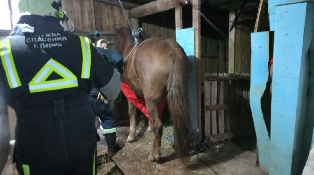 В Перми спасатели достали упавшую в погреб лошадь