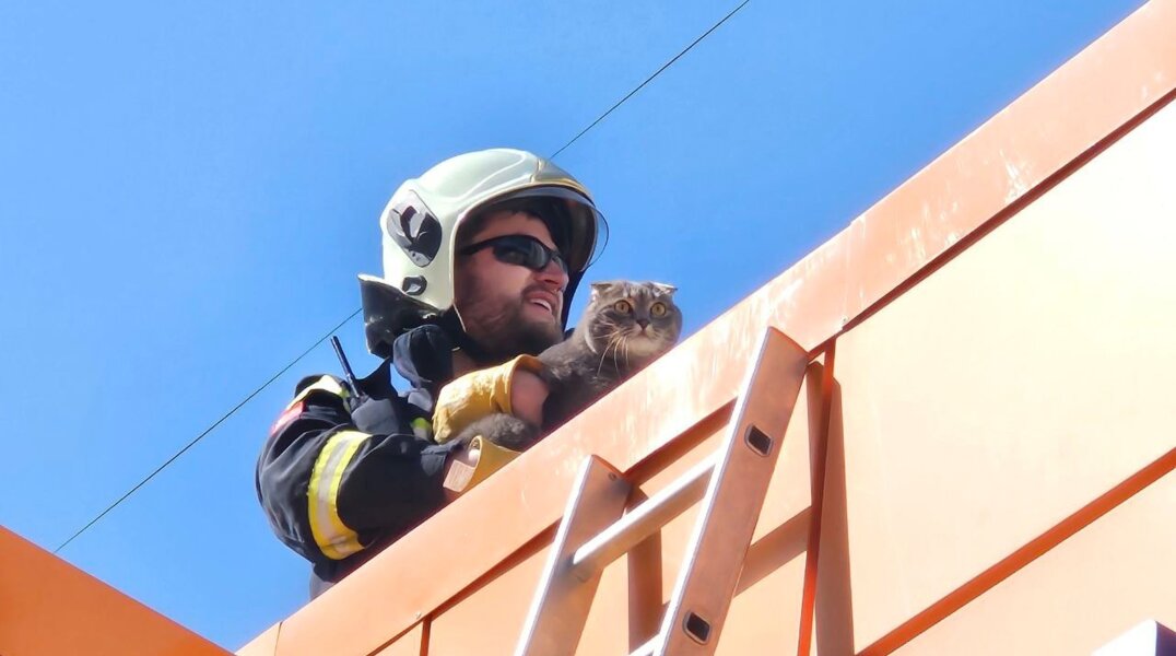 В Перми спасатели вернули хозяину кота, который упал на крышу магазина
