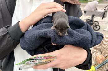 котенок