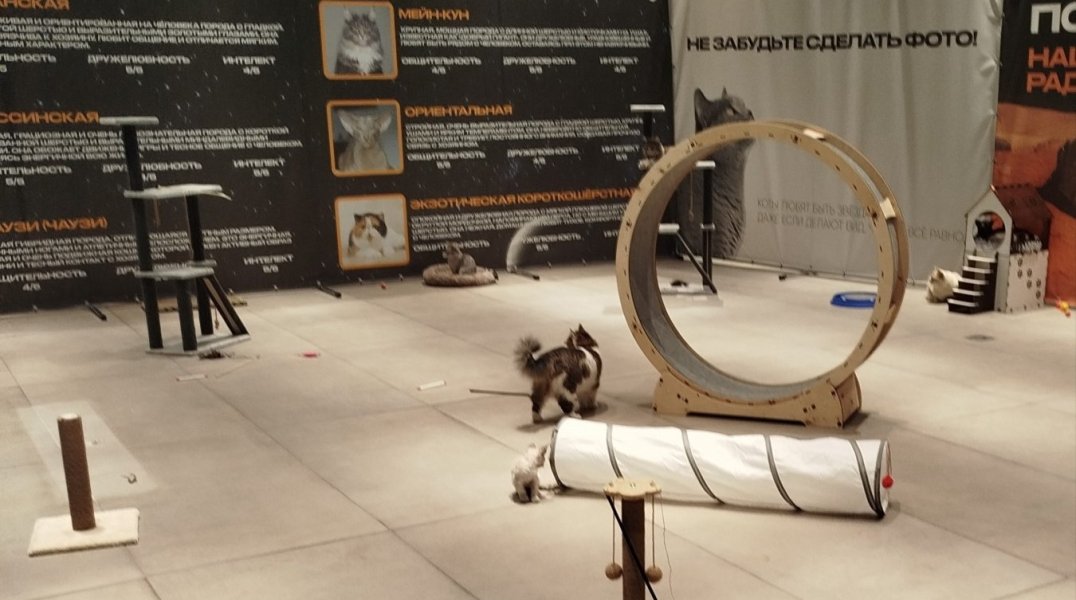 В пермском ТРЦ на выставке оказались кошки без ветеринарных документов