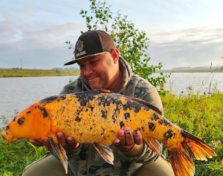 Пермяк поймал гигантских декоративных карпов