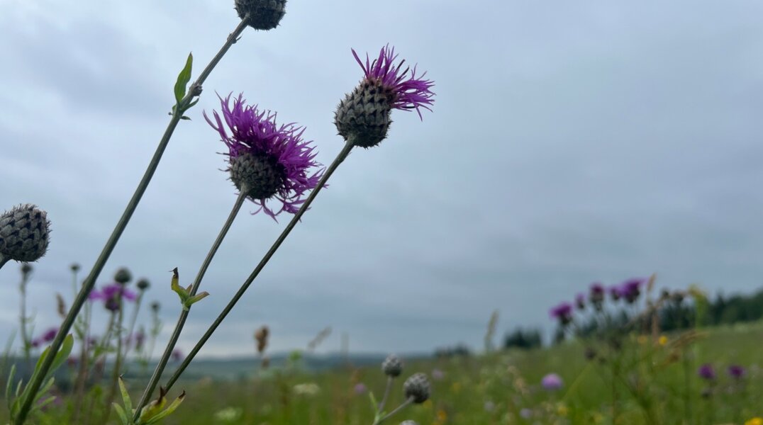 Новая неделя в Перми начнется с гроз и дождей