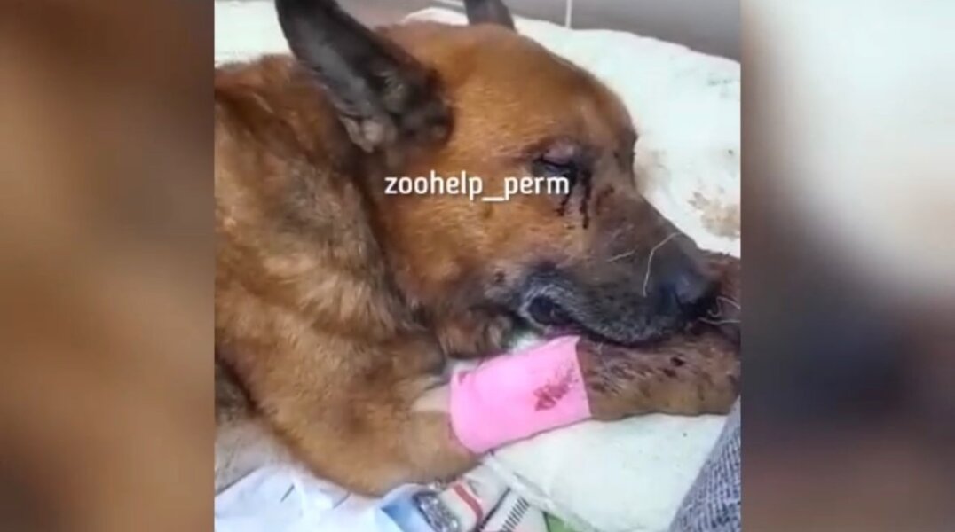 В Пермском крае неизвестный расстрелял собаку из дробовика