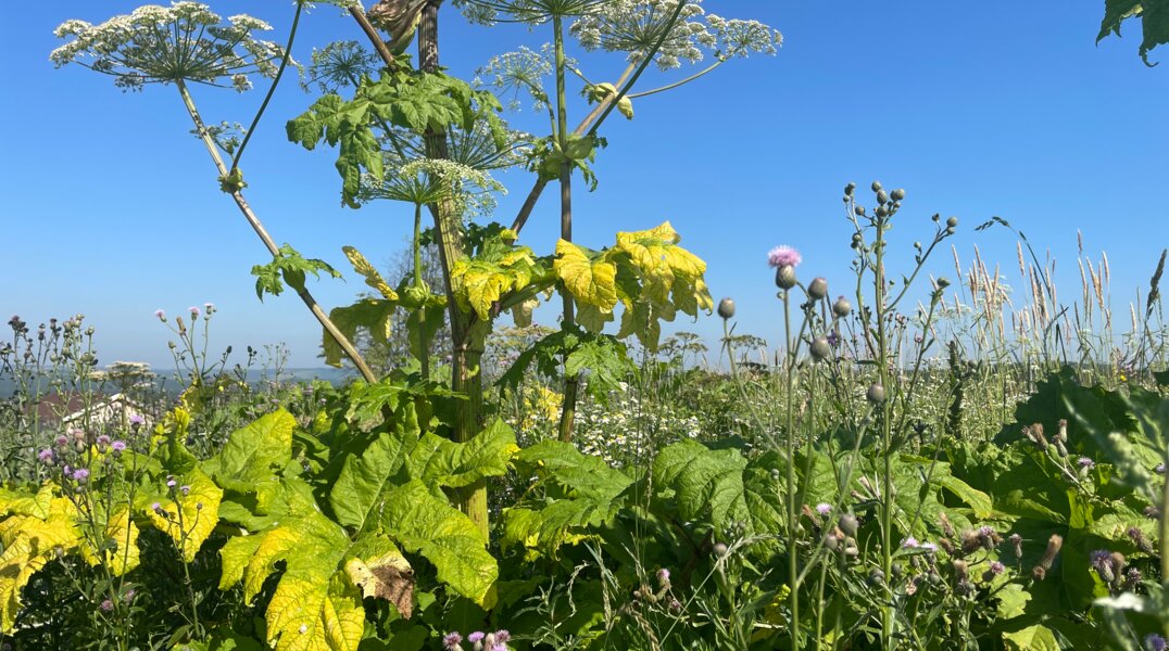 За три месяца в Пермском крае почти сто человек обратились за медпомощью из-за ожогов растениями