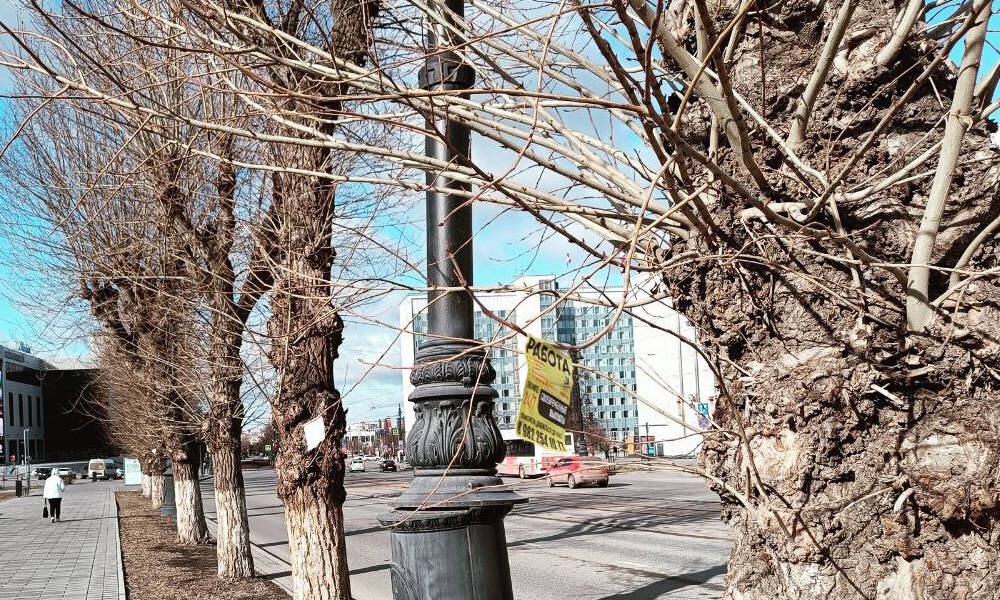 В центре Перми во второй раз на том же участке деревья обклеили листовками