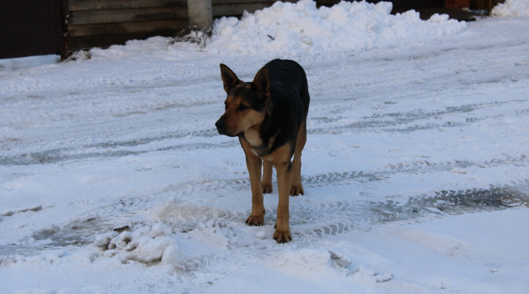 Жители Верхней Курьи пожаловались на стаю агрессивных собак