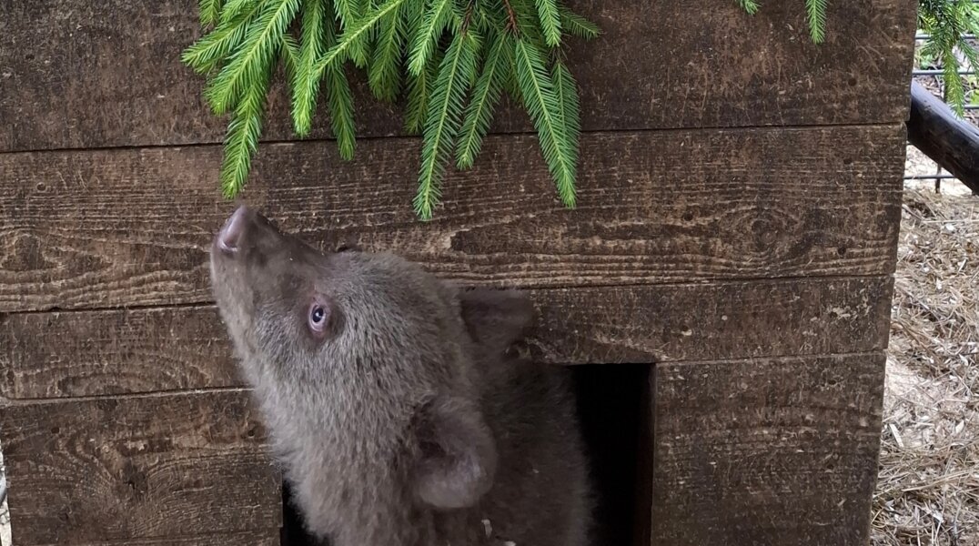 Спасенной в Нытве медведице дали имя Кама