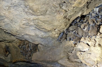 В Пермском крае ученые пересчитают летучих мышей в пещерах