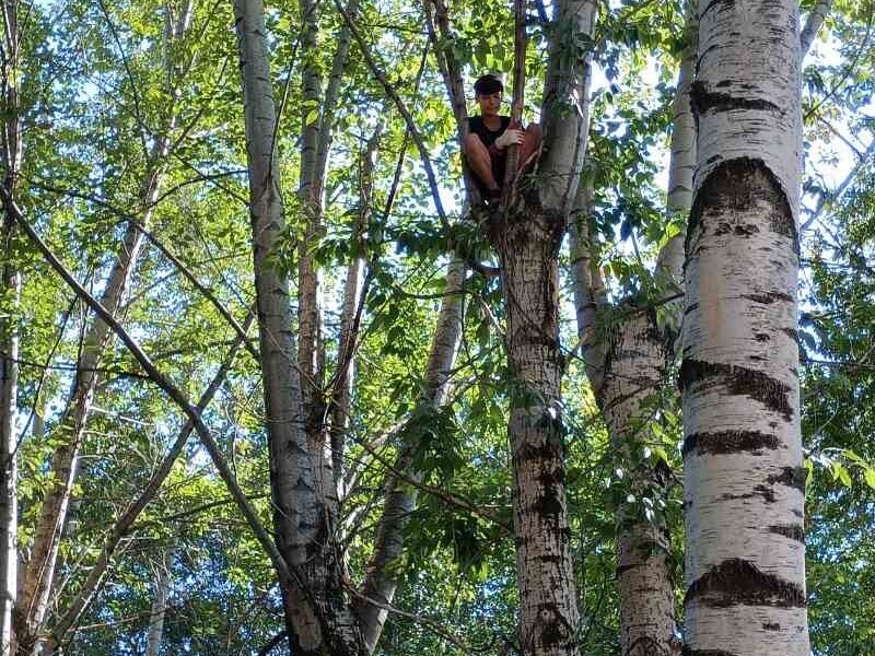 В Перми спасатели сняли с дерева мальчика, который полез спасать котенка