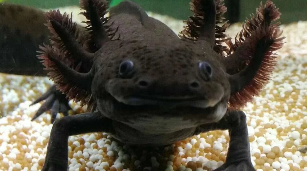 Пермяк продает на «Авито» водяного дракона