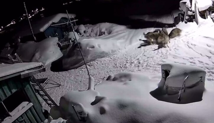 Жители прикамского посёлка пожаловались на волчьи стаи