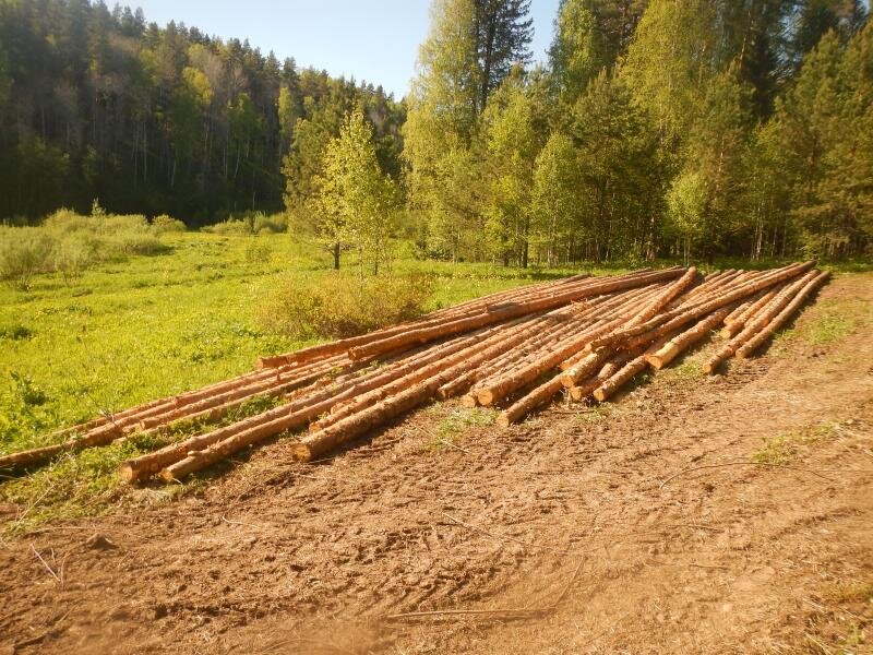 Житель Прикамья незаконно срубил деревья и нанес лесному фонду ущерб в 1,9 млн рублей