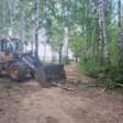 В Чайковском психологи работают с мамой погибшей и очевидцами трагедии с упавшим деревом