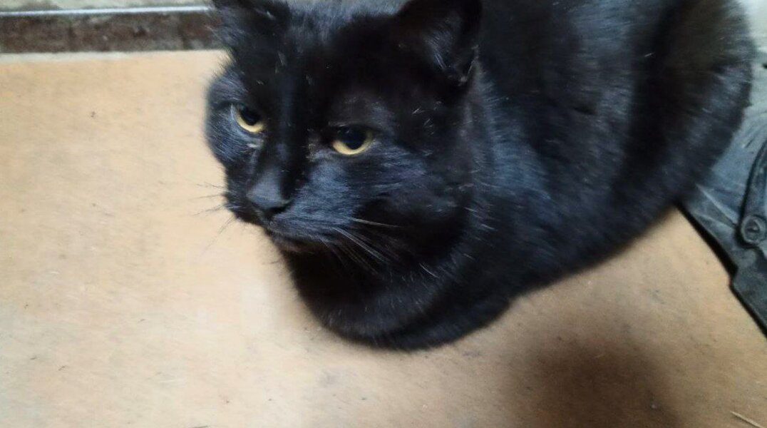 Команда приюта «Матроскин» собрала 8 миллионов рублей на новое здание