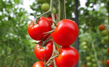 Крупнейший тепличный комплекс Прикамья увеличил объёмы производства томатов